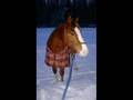 prinssi
