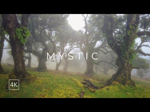 Mystical Forest Walk | Dreamy Fanal Forest Madeira 4k | Relaxing Walk in the Rain and Laurel Trees