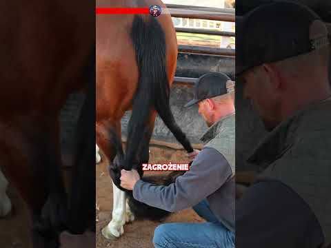 Dlaczego konie potrzebują fryzjera? Tajemnica końskiego ogona!