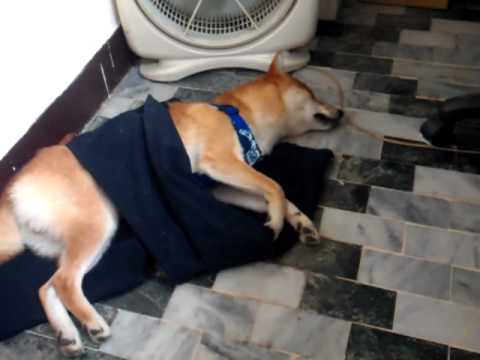 睡著了在做夢~(原發表者:DuckSu)(影片)