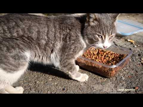 Starving cat meows loudly asking for food - the cat was very skinny