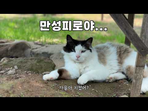 집 지키느라 피곤한 고양이