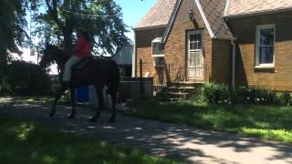Cleo, Tennessee Walker mare