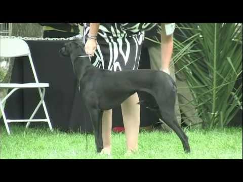 Hawksview's Best Kept Secret Awarded Best of Winners at ASA Show!