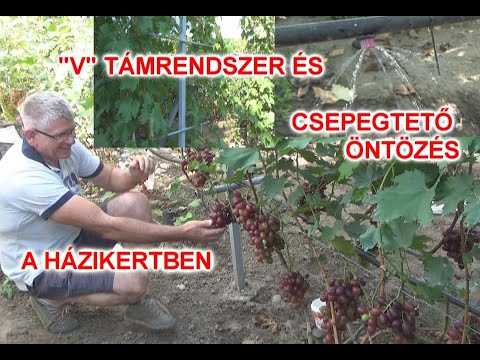 , title : 'Fajtagyűjtemény Előszálláson – „V” támrendszer és  csepegtető öntözés'