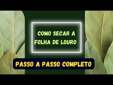 Como Secar Folha de Louro: passo-a-passo completo com dicas preciosas.