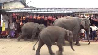 preview picture of video 'Pinnawela Elephant Orphanage'