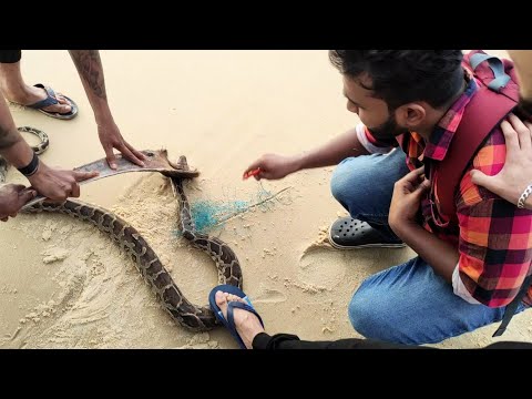 Python Rescued at Delta beach, kodi bengre| Udupi 2020|