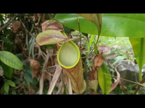 Badura (Nepenthes distillatoria)