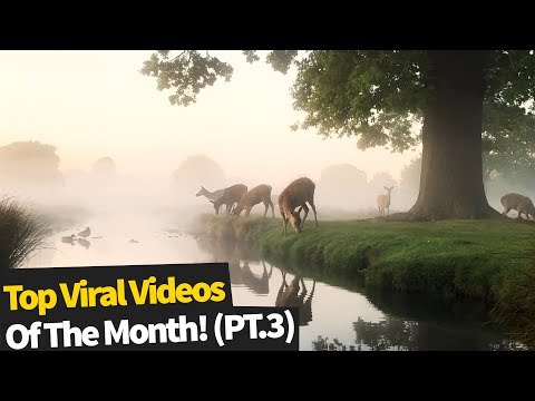 Top 20 Best Viral Videos Of The Month - May 2020 (Part 3)