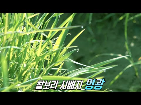 영광에서 만난 싱그러움! 영광찰보리 어울마당★