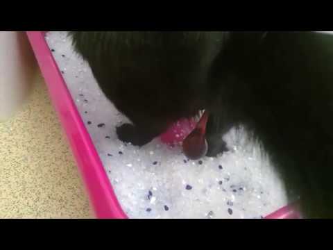 Lily the stray cat goes into labour - waters breaking & mucus plug (WARNING NATURAL BIRTHING SCENES)