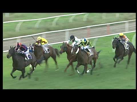 Galoppo 28/12/2020 - 3ª corsa