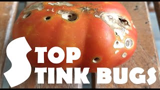 Do Not Allow Stink Bugs to Take Over Your Garden | How to Control Stink Bugs