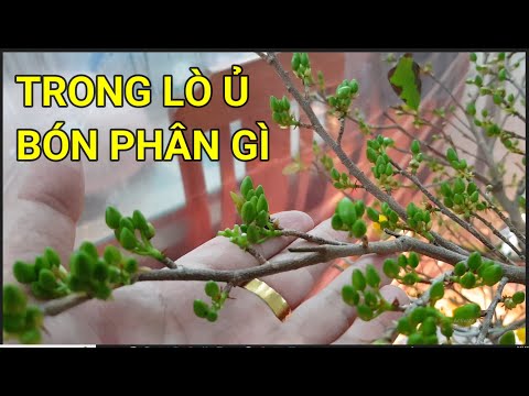 🔴 QBS22334 - WHAT FERTILIZER TO USE WHEN TAKING CARE OF APRICOT BLOSSOMS IN A THERMAL INCUBATION ...