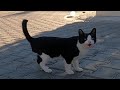 Hungry Cat Meows So Loudly But Is Afraid To Approach
