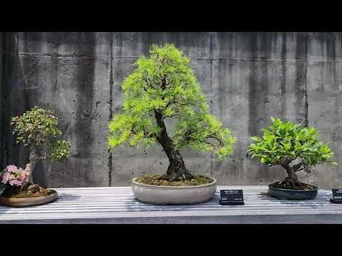 North Carolina Arboretum   Bonsai Exhibition Garden   06 10 2023