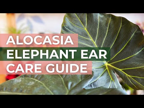 Alocasia Elephant Ear Care Guide: Tips, Tricks, and Propagation | Everything You Need To Know!