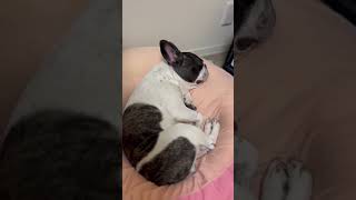 赤ちゃんみたいに眠るワンコ☺️ #shorts