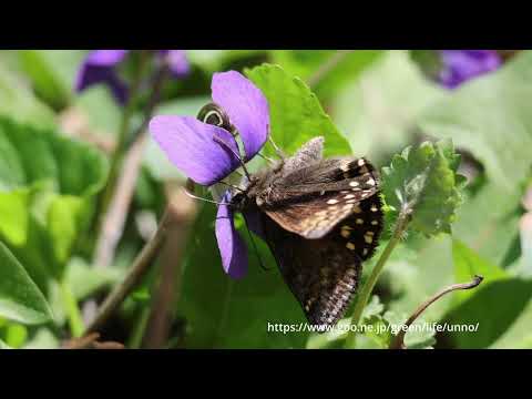 ミヤマセセリの吸蜜と飛翔