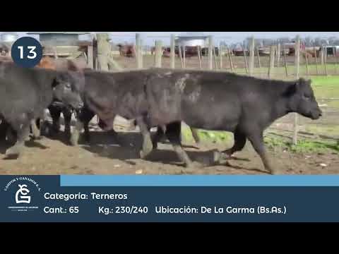 Lote Machos - De la Garma Bs As
