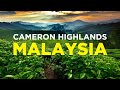 CAMERON HIGHLANDS 4K - Travel Guide Malaysia: Mountains, TEA & Strawberries