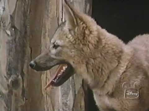 Walt Disney's "Concho, The Coyote Who Wasn't…” Season 12 Ep 24