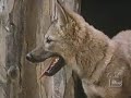 Walt Disney S Concho The Coyote Who Wasn T Season 12 Ep 24