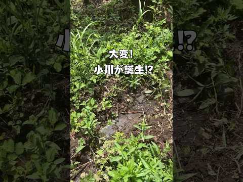 庭に水路を作る方法 乾燥した夏の期間の降水量を埋める方法