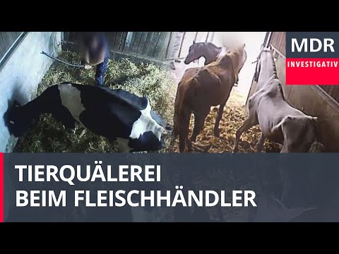 , title : 'Vorwurf Tierquälerei: Razzia bei Fleischhändler'
