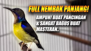 Download lagu KORLAP WICEH GACOR FULL ISIAN NGALAS NGOBRA - KOLIBRI KELAPA MANGGAR BAGUS BUAT MASTERAN & PANCINGAN mp3