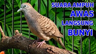 Download lagu Perkutut Lokal Gacor Suara Besar Pancingan Burung Perkutut Agar Cepat Bunyi (99% AMPUH) mp3 Download lagu Perkutut Lokal Gacor Suara Besar Pancingan Burung Perkutut Agar Cepat Bunyi (99% AMPUH) mp3