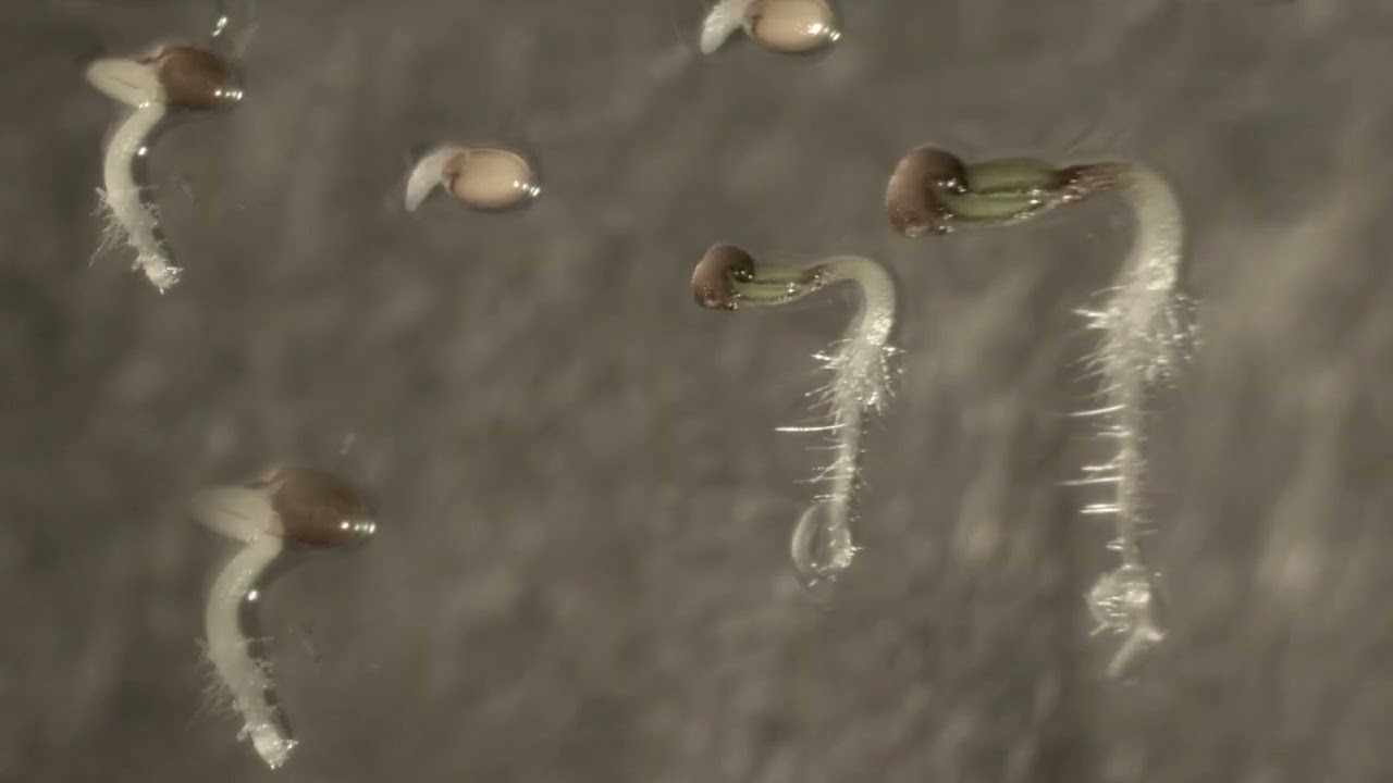 In Between We Are by Giulia Grossmann & Ramin Rahni