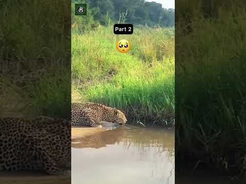 Cristian Dalmutt YT and Dalmutt 003