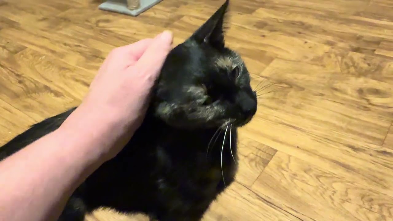 Enlarge Leia - See me @ PETCO!, a Adoptable mixed breed in Cookeville, TN video 4/4