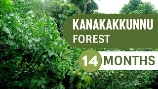 Miyawaki Model Forest at Kanakakkunnu After Fourteen Months