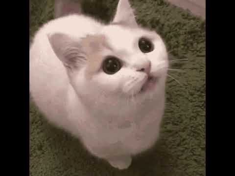 cute kitten ❣️🐈 billi boli meow 🐱 #shorts #trending #viral #ytshorts #kids #billi chhotu dada tiktok