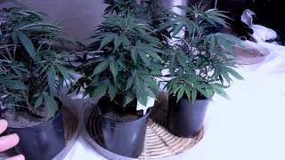 How to water Marijuana growing in coco