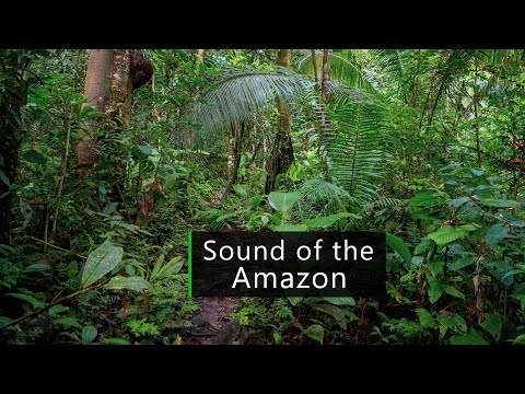 Sound of the jungle - pihas in the Amazon rainforest