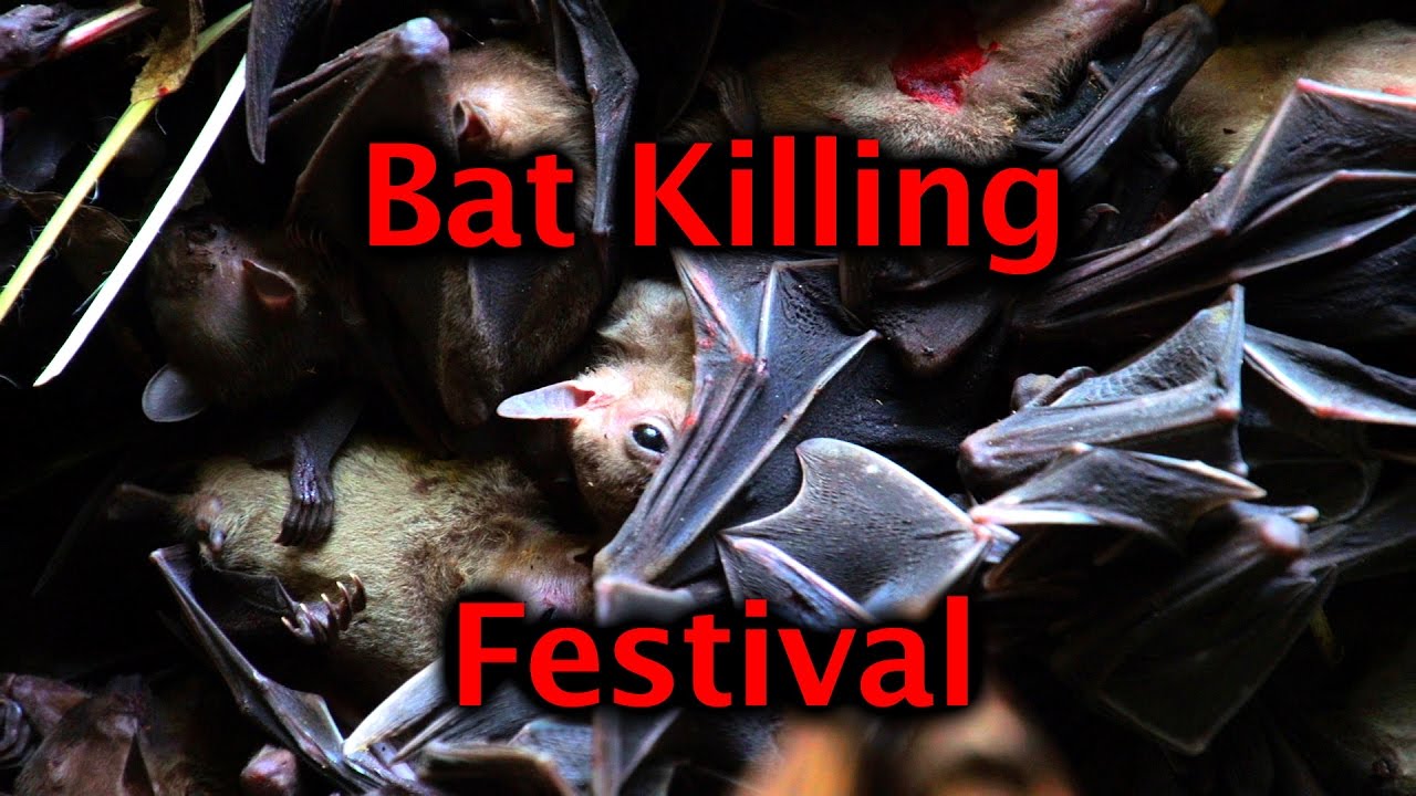 Bat Killing Festival in Arunachal Pradesh
