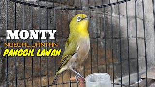 Download lagu Pancingan suara NGECAL MONTY JANTAN , MEMANGGIL YANG LAIN.. Bikin respon bunyi mp3