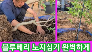 블루베리 나무 노지심기 최고 좋은방법 장비발 농업용 굴삭기로 후다닥 심기~블루베리 키우기,재배방법 블루베리나…