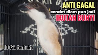Download lagu Suara Cendet Gacor Toet toet Efektif Anti Gagal Bikin Cendet Malas pun Langsung Nyaut Bunyi Seketika mp3