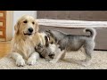 Golden Retriever And Husky Puppy React To Fluffy Kitten For The First Time