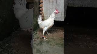 Download lagu white streamer Kanawayon Broodhen ❤️❤️❤️ #highlights mp3