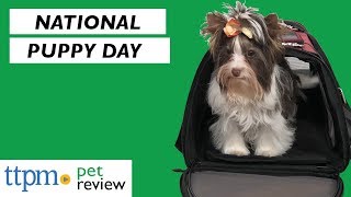 National Puppy Day
