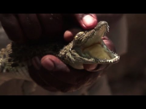 Ranch di coccodrilli, dalla carne alla pelle non si butta niente