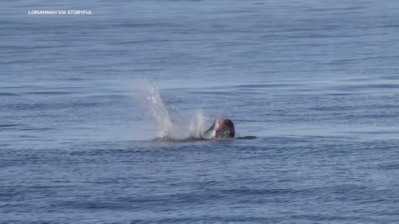 Ein Seelöwe wirft einen Hai aus dem Wasser und reißt ihm die Kehle heraus