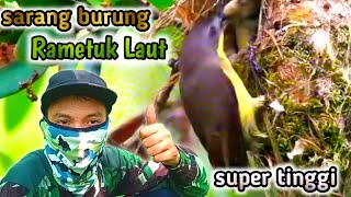 Download lagu sarang burung rametuk laut dokumentasi extrim sarangnya dipucuk pohon karet. mp3