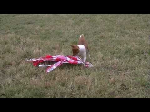 Coursing trénink 17.11.2012 -  Čenda a Amigo